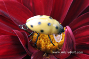 Ladybird Yellow