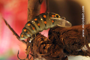Larva farfalla Tiger swallowtail