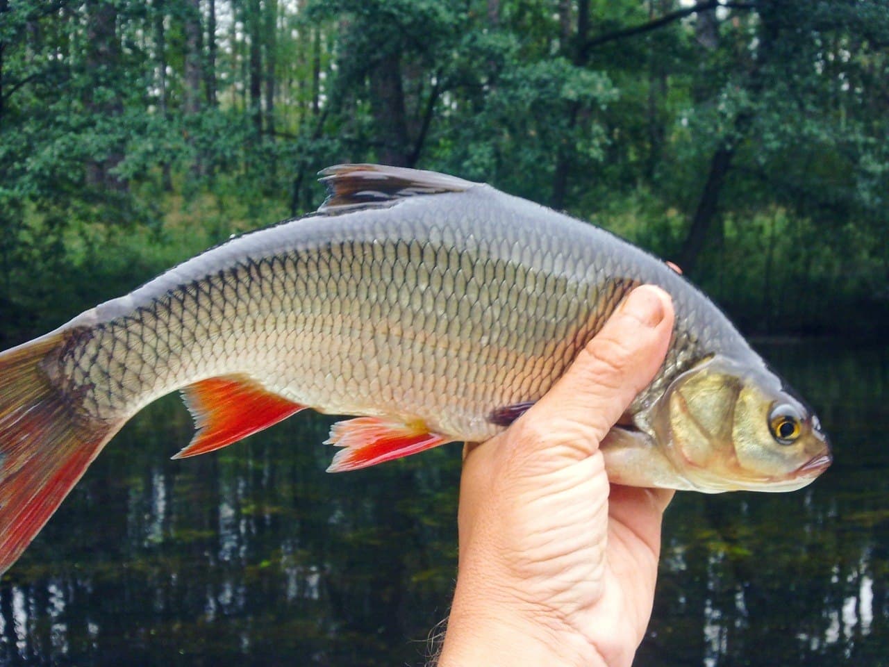 Szczupak · 94 cm caught by Marek W.