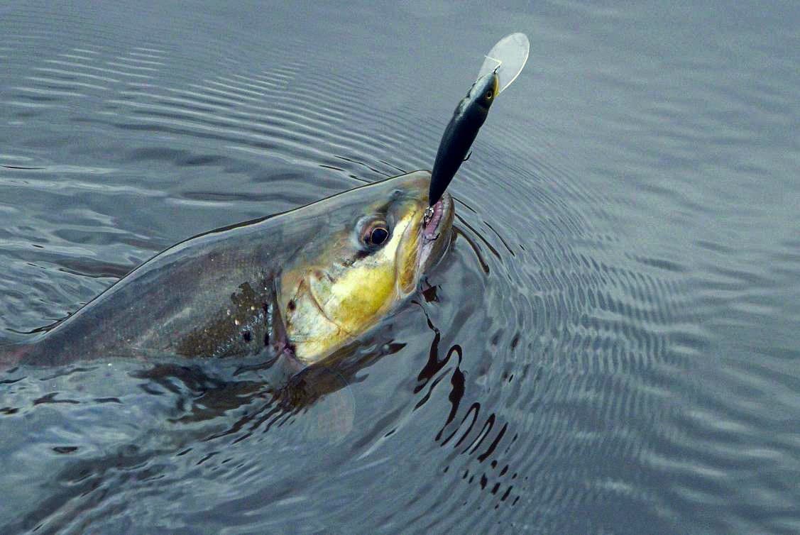 Boleń · 78 cm caught by Wojtek B.