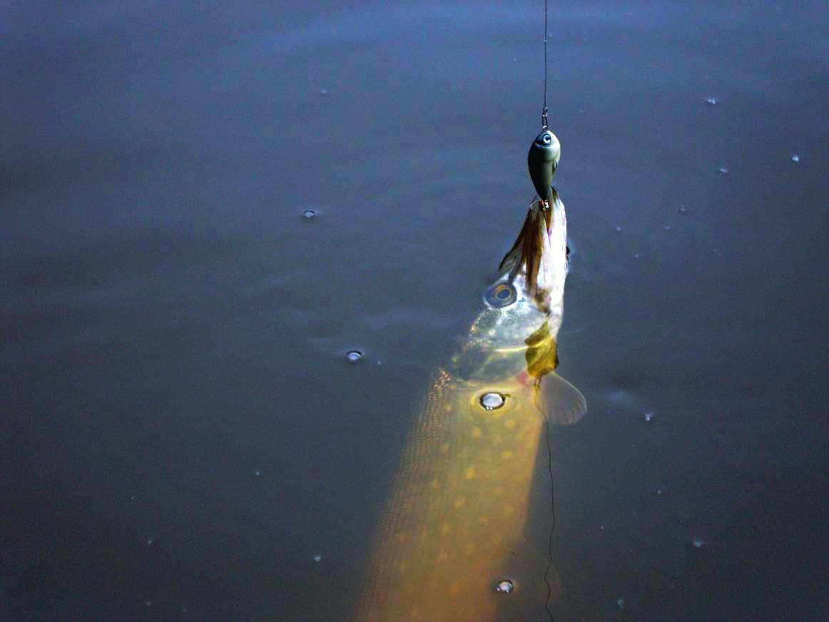Kleń · 56 cm caught by Piotr S.